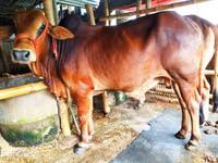 Bull, Cattle — photo 2