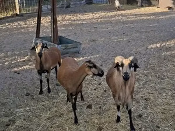 Baran, Cameroon sheep — Węgry