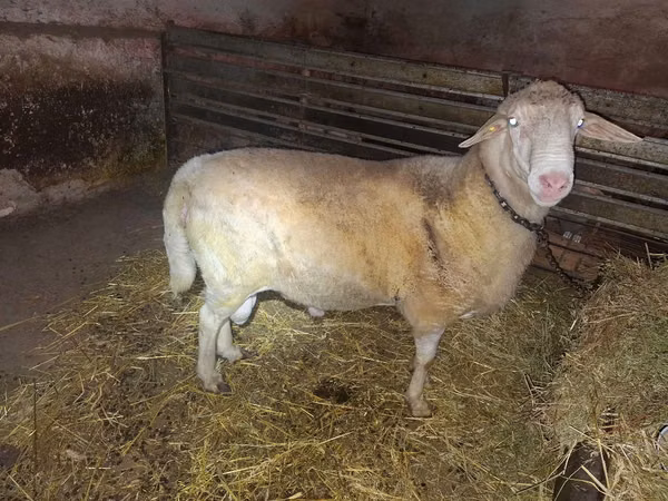 Ram, Sheep — Moldova