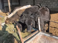 Bull, Cattle — photo 5