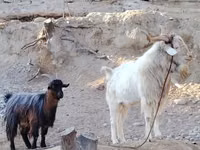 แพะตัวเมีย, Irish goat — รูปภาพ 2