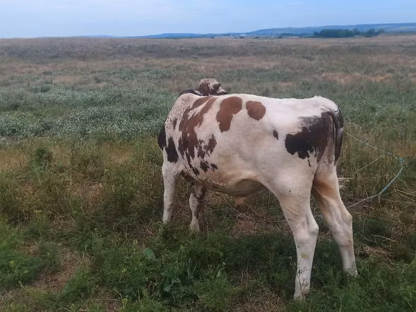 Bull, Cattle — Moldova