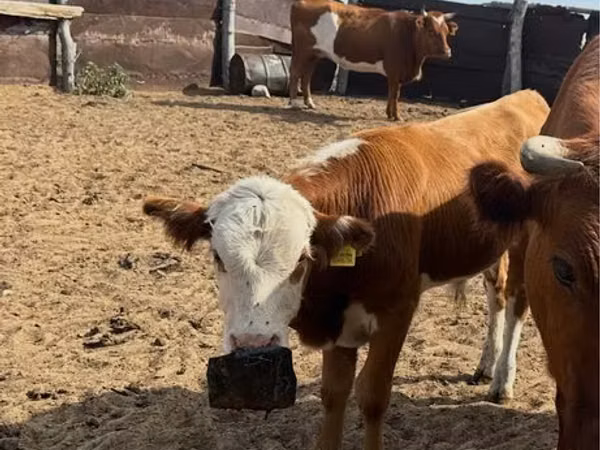 公牛, Kazakh White-headed cow — 哈萨克斯坦