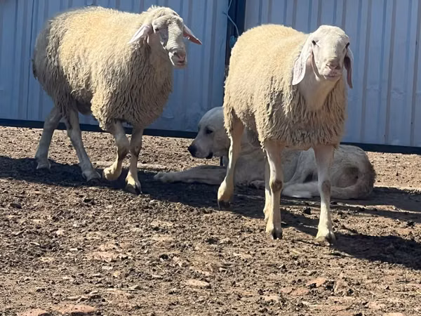 Ram, Sheep — Moldova