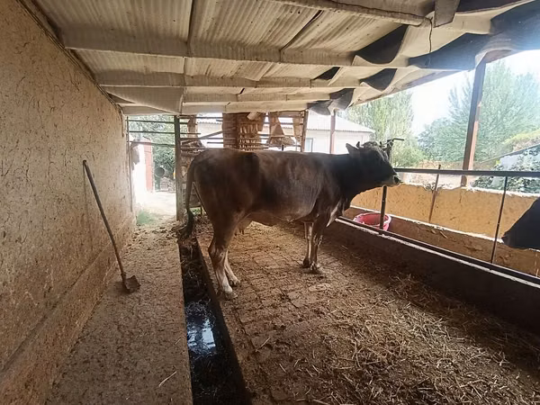 Cow, Swiss cattle — Kyrgyzstan