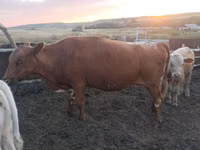Cow, Simmental cattle — photo 7