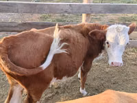 Býk, Simmental cattle — foto 1