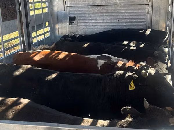 Bull, Cattle — Moldova