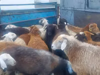 Ram, Sheep — photo 5