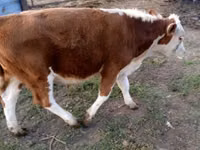 公牛, Swiss cattle — 照片 7