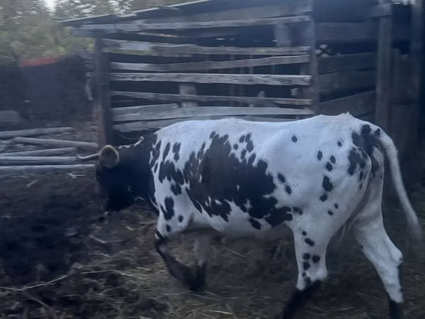بقرة, Russian Black pied cattle — كازاخستان