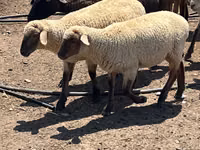 قوچ, Hampshire sheep — عکس 4