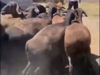 میش, Hissar sheep — عکس 2