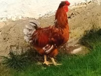 Chickens — ảnh 2