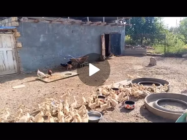 Ducks — 阿塞拜疆