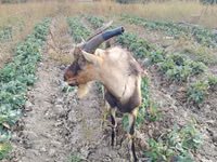 Caprone, Alpine goat — foto 5