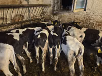 公牛, Cattle — 照片 2