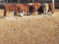 公牛, Cattle — 照片 5