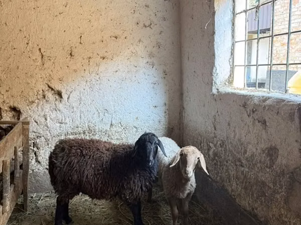 Schaap, Schapen