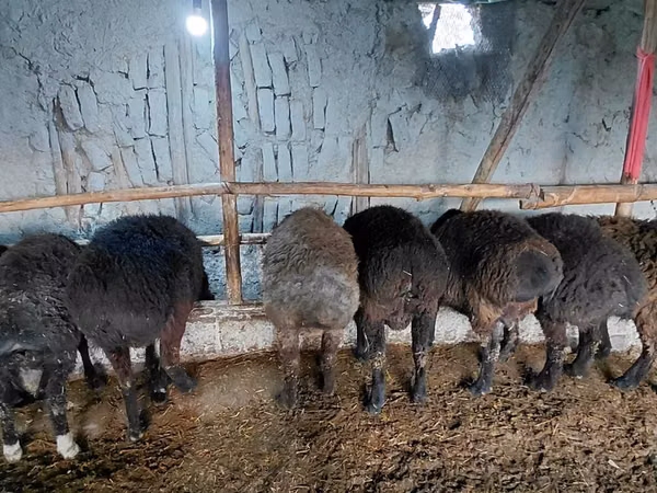 Ram, Hissar sheep — Uzbekistan