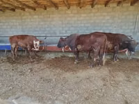 公牛, Cattle — 照片 1