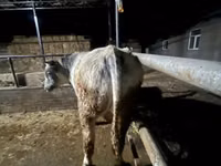 Toro, Swiss cattle — foto 2