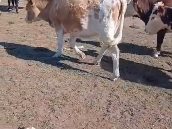 பசு, Simmental cattle