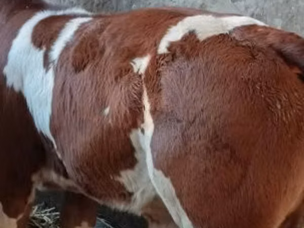 Býk, Simmental cattle