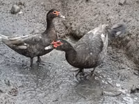 Domestic Muscovy — foto 2