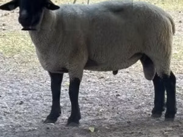 Ram, White Suffolk sheep — Hungary