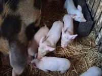 አሳማዎች (ቡድን፣ ጾታ አልተጠቀሰም), Pigs — ፎቶ 1
