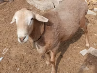 Ram, Edilbay sheep — photo 3