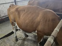 Krava, Simmental cattle — foto 3
