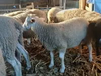 مینڈھا, Romanov sheep — تصویر 4