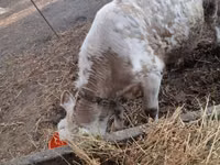 Cow, Simmental cattle — photo 2