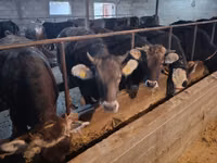 Ko, Swiss cattle — foto 3