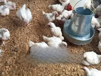 Shamo chickens — sawirka 2