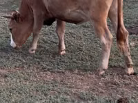 Vache, Latvian Blue cattle — photo 6