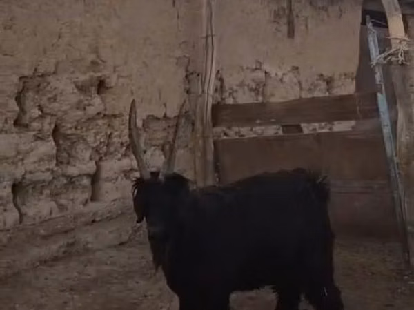 Billy Goat, Goats — Kazakhstan