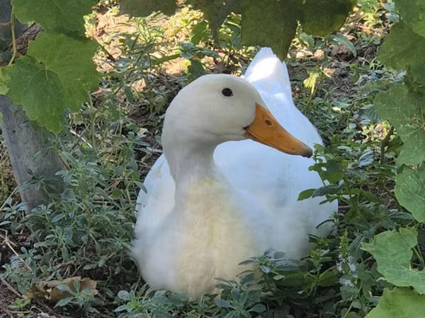 Ducks — Азербайджан