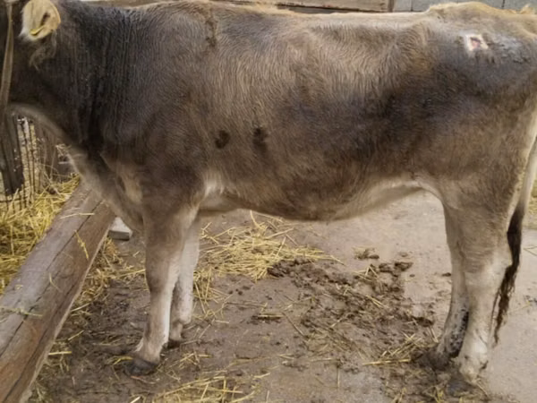 Cow, Swiss cattle — Kyrgyzstan