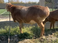 भेड़ें (लॉट, लिंग निर्दिष्ट नहीं), Arashan sheep — फ़ोटो 6