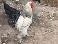 Brahma — foto 2