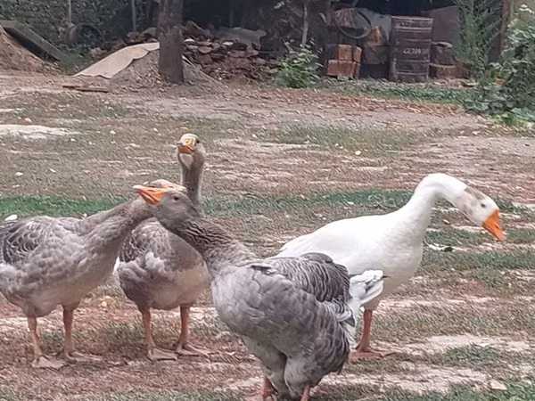 Geese — Kyrgyzstan
