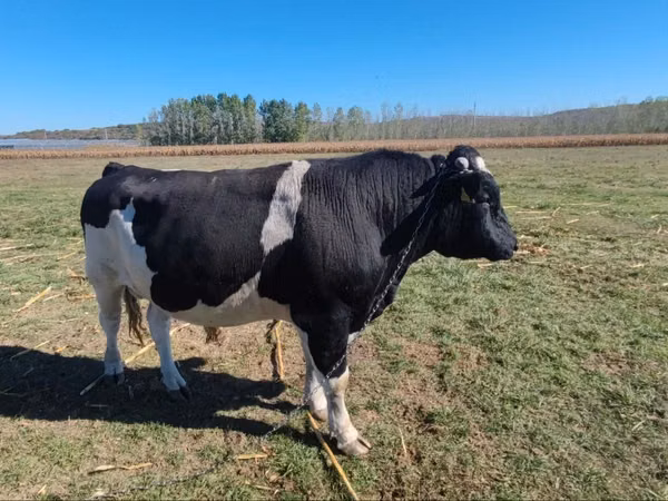 Bull, Russian Black pied cattle — Moldova