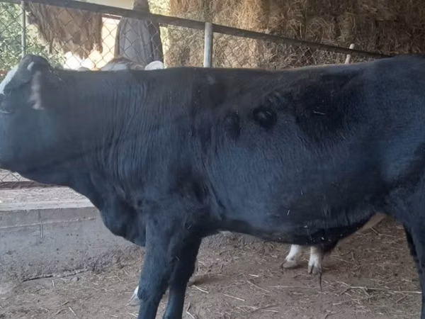 İnək, Latvian Blue cattle