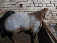 Ram, Sheep — photo 4