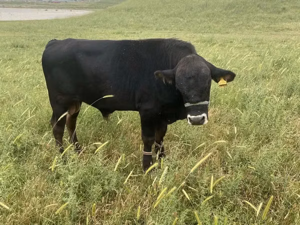 Toro, Swiss cattle — Kazakistan