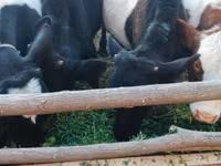 Bull, Russian Black pied cattle — photo 2