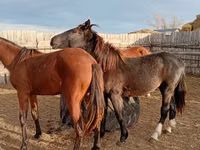 حصان, Horse breed — الصورة 1